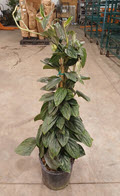 Peru Monstera